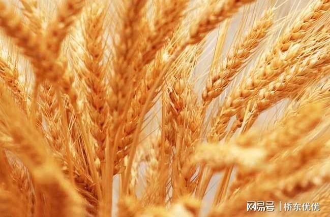 今日小麦最新价格行情及分析概览