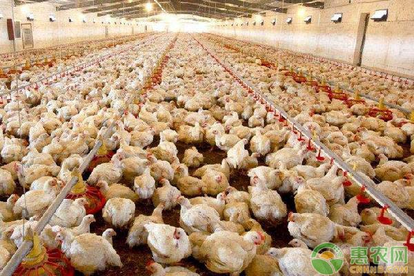 今日肉毛鸡价格行情分析与最新报价