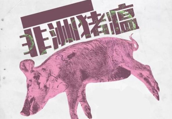 心灵之旅，探寻最新鸭瘟背后的故事