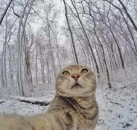 最新猫咪图，自然美景的探险之旅，寻找心灵宁静与平和的旅程