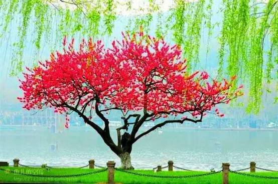 满园芬芳新篇章，高科技产品的革新之旅探索
