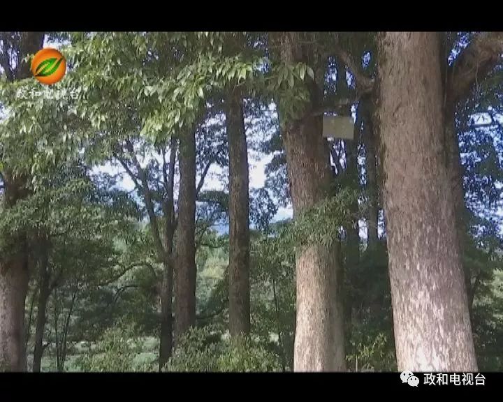 从种子到巅峰，上市树的励志之旅