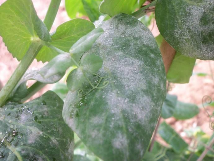 部落冲突豌豆荚版本下载最新版，游戏日常中的温馨故事