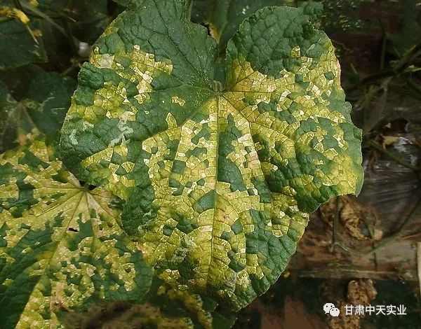 黄守瓜最新防治方法,黄守瓜最新防治方法