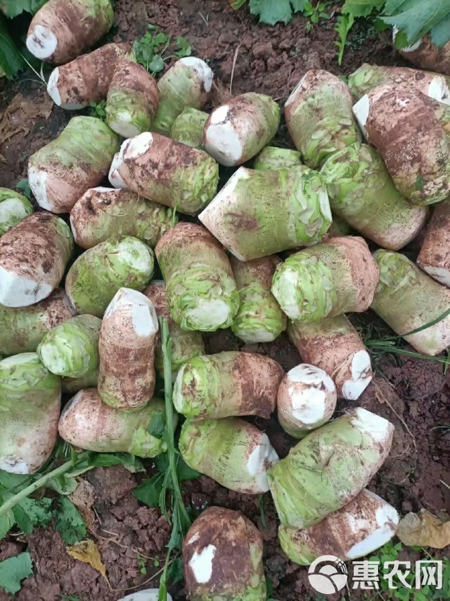 大头菜最新价格及市场走势与选购指南
